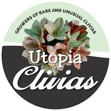 Clivia are generally quite a drought tolerant plant and, it has been suggested to me that not pests and diseases. Clivia Pests And Diseases And The Treatments Utopia Clivias