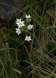 Image result for Alepidea