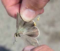 Image result for Marsdenia angolensis