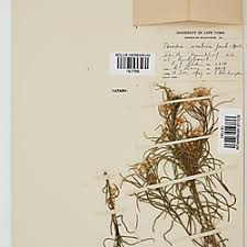 Image result for Psiadia punctulata