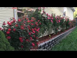 It's imperative to not only have the correct type pruners but also the knowledge of where and when you prune them back for optimal growth and beauty. Pink Red Double Knock Out Roses Just Look At The Sheer Beauty You Will Want To Plant Them Youtube