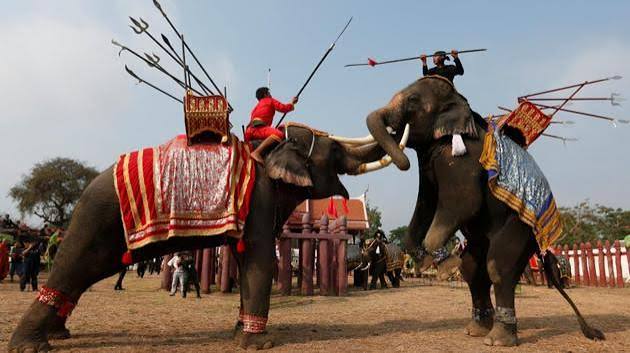 Elephants feast and fight on Thailand's National Elephant Day | Hindustan Times