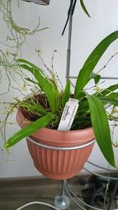 Image result for Angraecum calceolus