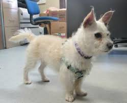 We did not find results for: Pet Of The Week Charlie Is An Adorable Terrier Westie Mix