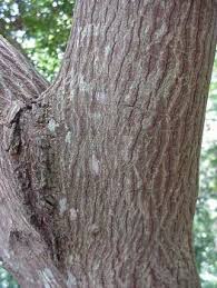 Image result for Berchemia discolor