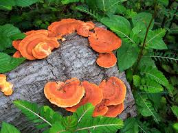 Image result for Pycnospora