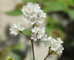 Image result for Boerhavia erecta