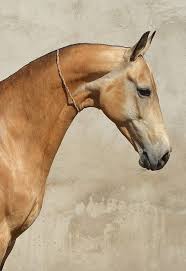 Aliftya amarilisya (brl/vin) share now. Sulgun Farm Stud Dacor Kuda Cantik Hewan Akhal Teke