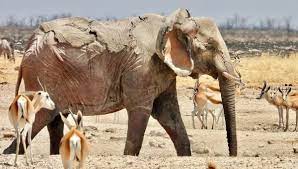 Elephant injured in Etosha wildfires