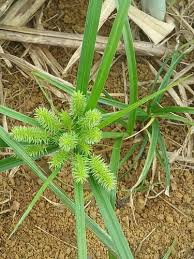 Image result for Cyperus mollipes