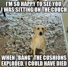 Funny Animal Pictures Of The Day 24 Pics Funny Dog Pictures Cute Animal Memes Animal Jokes