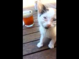 Traitement Naturel Coryza Coryza Chat Sante Des Chats Chien Chat