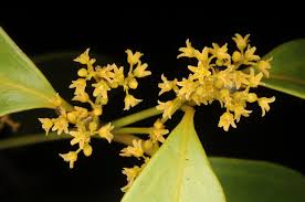 Image result for Hippocratea indica