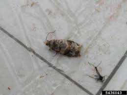 Image result for Lobesia botrana grapevine