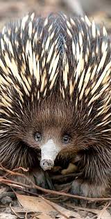 Echidna Animals Wild Nature Animals Australian Animals