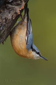 Birds Native To Northeast Ohio Red Breasted Nuthatch Sitta Canadensis Found In Coniferous Forests Of North America From Canada Alaska And Northeast And Western Un Vogels Vogeltjes Natuur