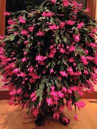 If it is a christmas cactus, an easter cactus or an epiphyllum, water it every 2 weeks. Pin By Esther Gottschlich On Childhood Blast From The Past Christmas Cactus Plant Christmas Cactus Plants