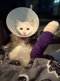 how expensive is the emergency vet ? : r/springfieldMO