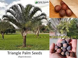 Image result for Dypsis decaryi
