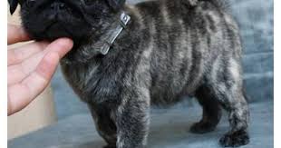Brindle Pug Brindle Pug Pug Puppies Baby Pugs