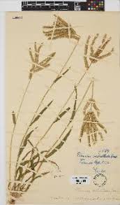 Image result for Acrachne