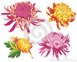 Pin On Flowers