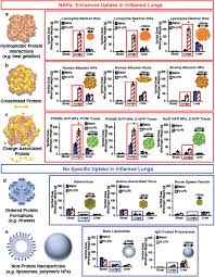 What's the difference between fixed cost and variable cost? Supramolecular Organization Predicts Protein Nanoparticle Delivery To Neutrophils For Acute Lung Inflammation Diagnosis And Treatment Biorxiv