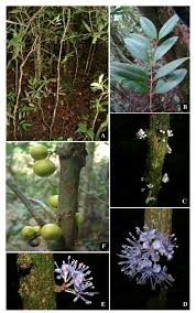 Image result for Memecylon sp. D