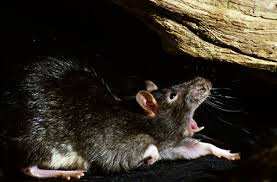 Die tötung der tiere mithilfe von ausgelegten giftködern ist dabei die erfolgversprechendste methode. Ratten Im Haus Wirksam Und Gunstig Bekampfen Und Verjagen Haus Heimwerker De