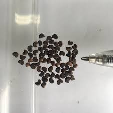 Image result for Hibiscus vitifolius