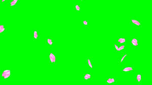 Falling leaves gif transparent grape leaf gif transparent free transparent png clipart images download. Falling Cherry Blossom Petals No 2 Hd Animation Green Screen Effect Overlay Youtube
