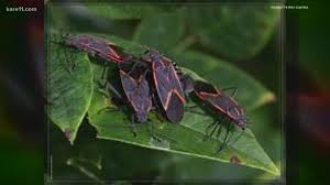 Look no further, masterguard pest control's certified pest technicians will be right out to help! Keeping Insects Out Of Your Home Kare11 Com
