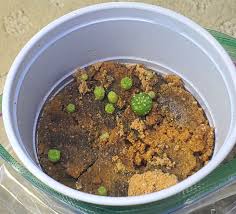 Image result for Strombosiopsis