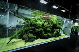 Ada Nature Aquarium Gallery In 2020 Nature Aquarium Aquarium Aquascape Aquarium