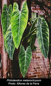 How to care for your philodendron melanochrysum подробнее. Philodendron Melanochrysum Linden Andre Philodendron Melanochrysum Exotic Rainforest Rare Tropical Plants