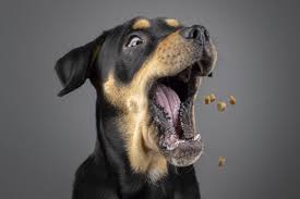 Use a squeaky toy or a dangling pet treat to get your pet's attention and capture a particular expression. The Complete Guide To Photographing Your Pet With Your Smartphone Photos With Phones