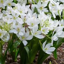 Image result for Ornithogalum seineri