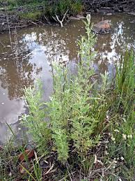 Image result for Artemisia afra