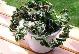 Much like the hoya carnosa, it has variegated foliage that is wider and has distinctive creases in the leaves. Plantasonya Flor De Cera Hoya Carnosa Compacta Variegata Facebook