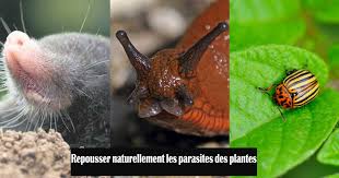 Voyez pourquoi et lisez ici comment les éliminer ! Repousser Parasites Plantes Solutions Naturelles Eliminer Parasites Jardin