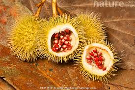 Image result for Bixa orellana