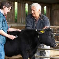 Here Is An Overview Of Common Livestock Diseases Organized By Species Livestock Homesteading Animals Cattle Farming