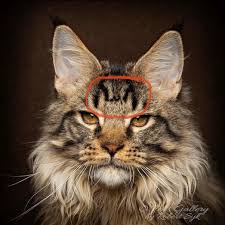This feral feline has extreme health and attack power, and faster movement speed than crazed cat along with a slightly faster attack rate. What Breed Of Cat Has An M On The Forehead Quora