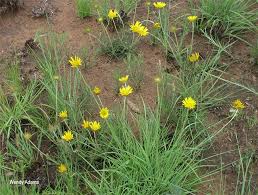 Image result for Berkheya zeyheri