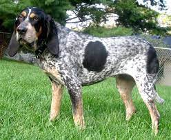 Pepper is a 1 year old bluetick coonhound and she weighs 50 pounds. Bluetick Coonhound Wikipedia