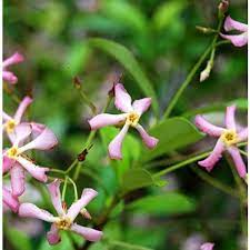 Check spelling or type a new query. Trachelospermum Star Of Sicily Pink Star Jasmine Palma Verde Exoten V O F