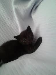 Dieser pinnwand folgen 110 nutzer auf pinterest. Bombay Katzen 515975