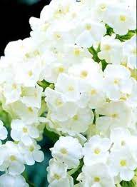 It is 18 to 24. 130 Landscaping Zone 9 Ideas Plants Zone 9 Planting Flowers