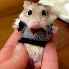 Ahhhhh Cuteness Overload Cok Sirin Hayvanlar Bebek Hamster Hayvanlar