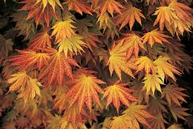 Check spelling or type a new query. Acer Autumn Moon Japanese Maple 13 Pot Hello Hello Plants Garden Supplies